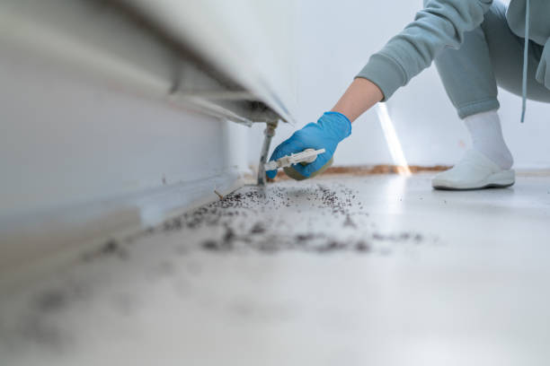 Best Residential Pest Control  in Hazelwood, MO